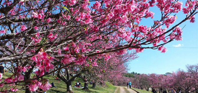Sakura Matsuri