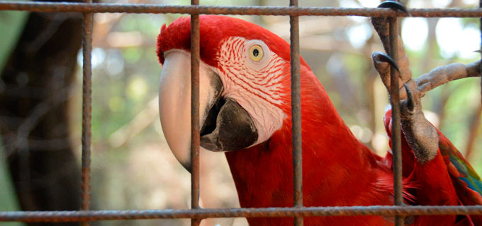 animais do zoológico municipal de Sorocaba