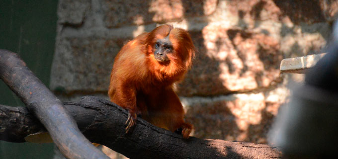 animais do zoológico municipal de Sorocaba