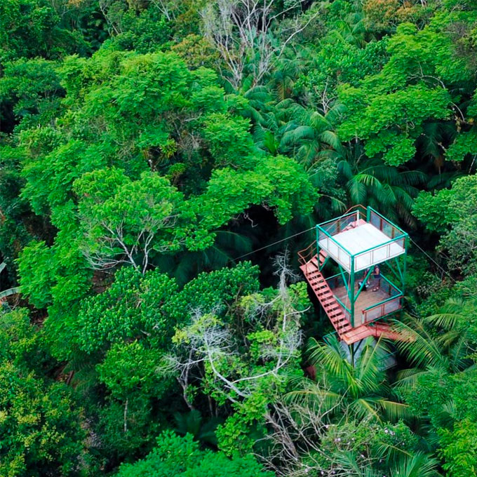 Salve Floresta observacao de aves salve floresta