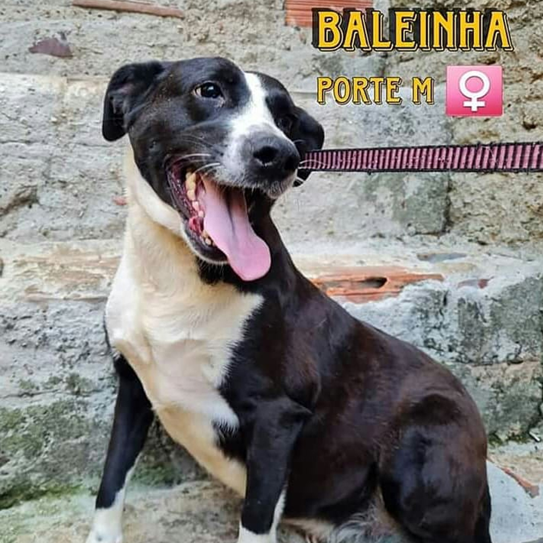 ONG Pets Carentes pede ajuda para arrecadação de ração para cães e gatos baleinha