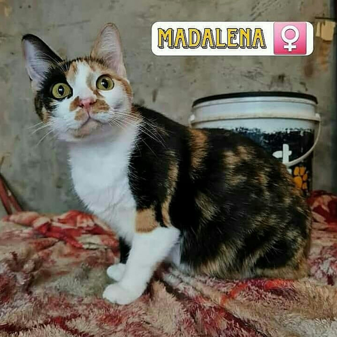 ONG Pets Carentes pede ajuda para arrecadação de ração para cães e gatos madalena