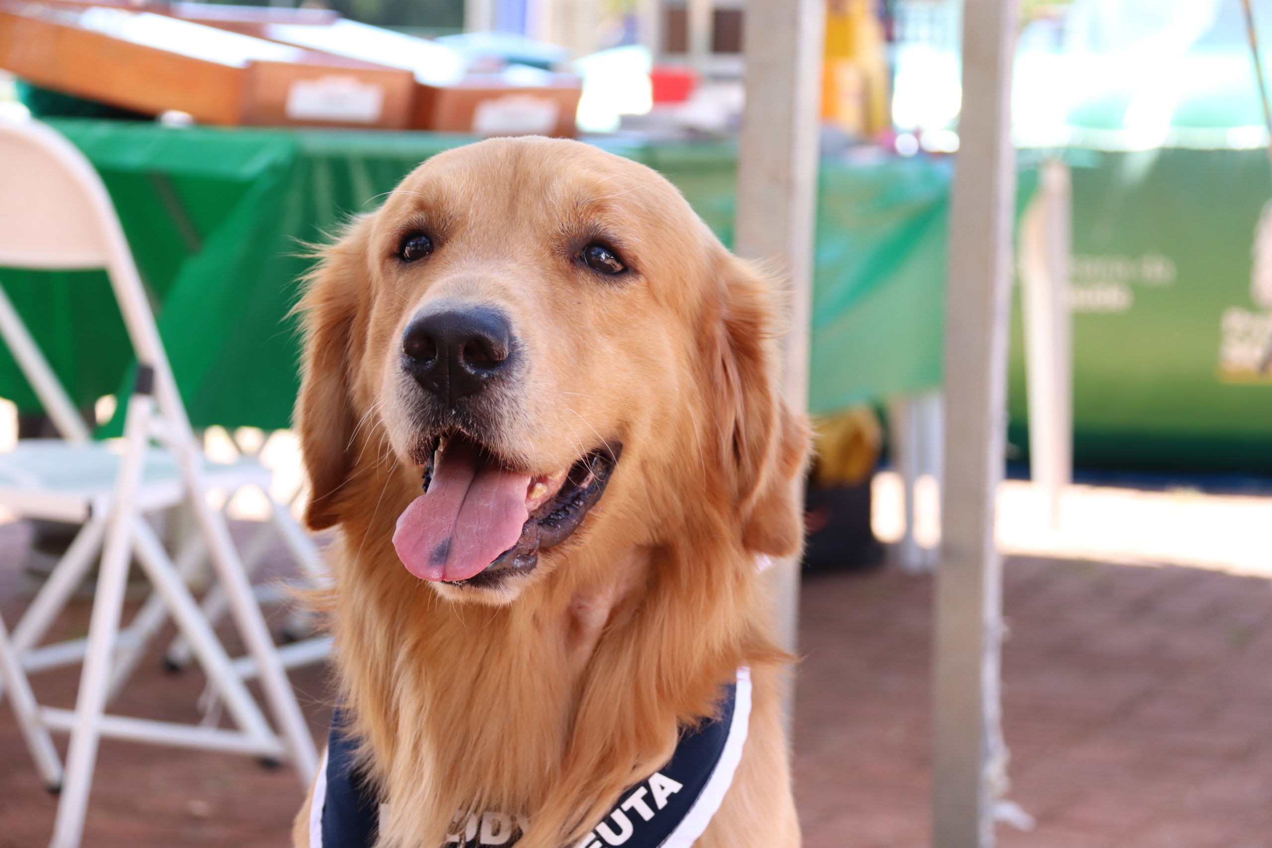 Pet Place é inaugurado no Parque “Carlos Alberto de Souza” no Campolim noticias.sorocaba.sp .gov .br primeiro pet place e inaugurado no parque carlos alberto de souza no campolim img 7878 scaled