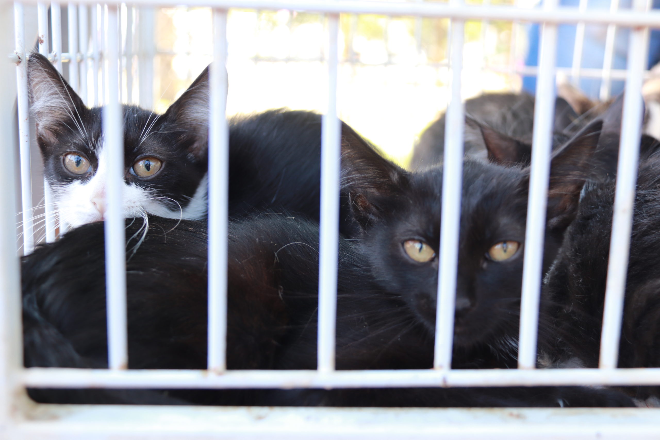 Pet Place é inaugurado no Parque “Carlos Alberto de Souza” no Campolim noticias.sorocaba.sp .gov .br primeiro pet place e inaugurado no parque carlos alberto de souza no campolim img 7916 scaled