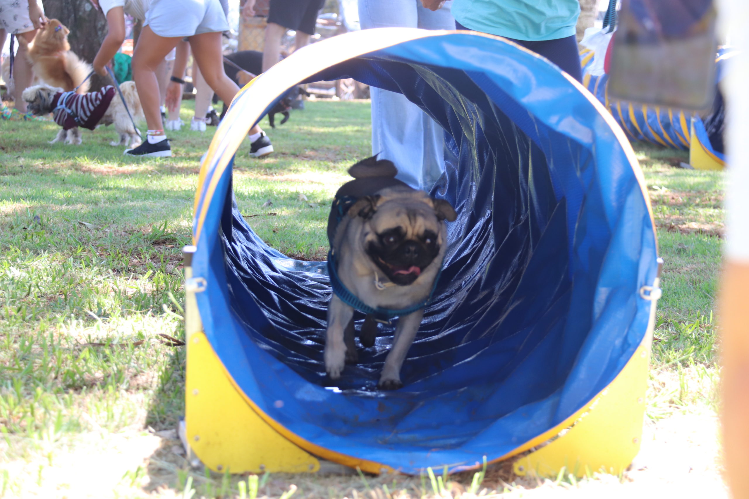 Pet Place é inaugurado no Parque “Carlos Alberto de Souza” no Campolim noticias.sorocaba.sp .gov .br primeiro pet place e inaugurado no parque carlos alberto de souza no campolim img 8084 scaled