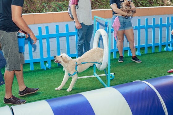 Terceira edição do Pet Day será realizada no Iguatemi Esplanada de 14 a 16 de outubro pet day 2 1