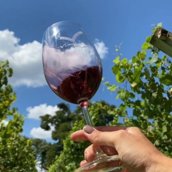 Dicas de vinícolas e adegas para conhecer na região de Sorocaba vinicola goes 2