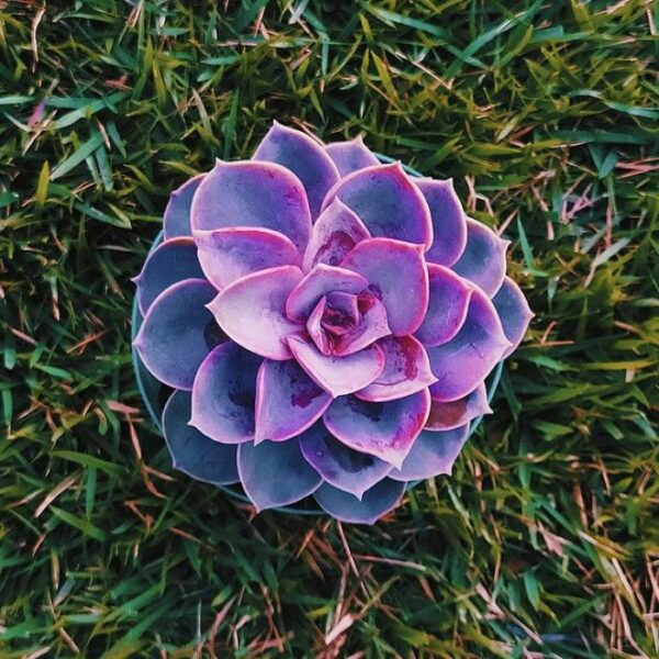 Camisetas, almofadas e mais: Veja dicas de presentes artesanais para o Natal eco cactos