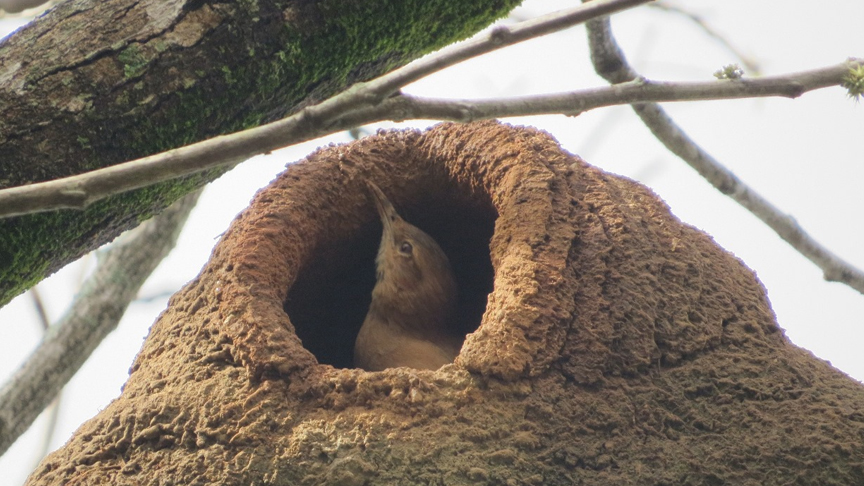 coaves-kids-alexandre-franchin