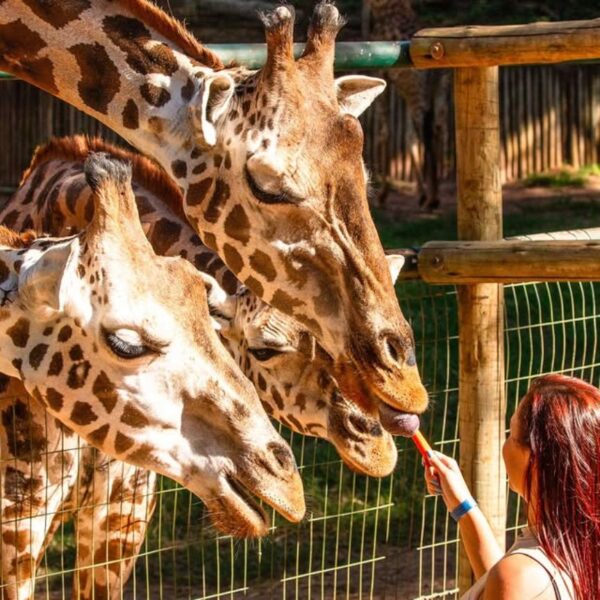 Dia dos Pais: destinos para cada tipo de pai no interior de SP zoo itatiba